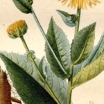 Elecampane Four Ways: A Deep-Dive Herbal Preparations Class